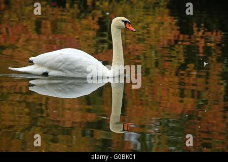 Cygne muet sur un lac Banque D'Images