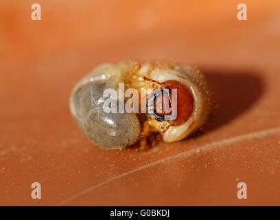 Photo d'un petit coléoptère mai - larves Melolontha melolontha Banque D'Images