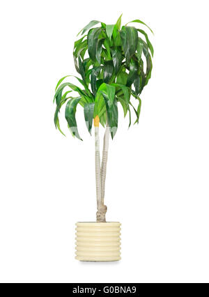 Grand palm dracaena dans un pot isolated over white Banque D'Images