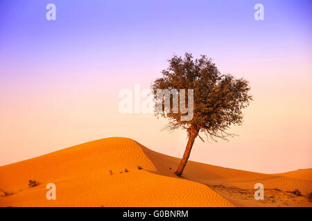 Arbre dans le désert du Rub Al Khali Banque D'Images