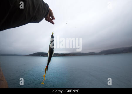 L'aiglefin sur une canne à pêche en mer de nuit en Scandinavie Banque D'Images