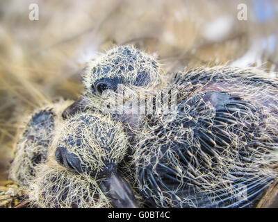 Deux petits oiseaux de bébé Banque D'Images