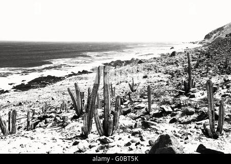 Cactus sur la côte Pacifique du Pérou noir et blanc Banque D'Images