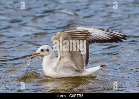 Vue rapprochée de mouette attaquent dans l'eau. Banque D'Images