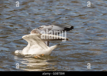 Vue rapprochée de mouette attaquent dans l'eau. Banque D'Images