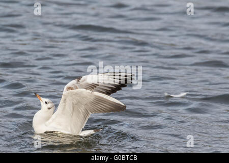 Vue rapprochée de mouette attaquent dans l'eau. Banque D'Images