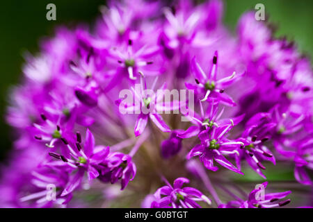 Oignon (Allium ornemental en fleurs) Banque D'Images