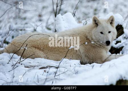 Loup arctique Banque D'Images