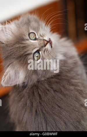 Un magnifique chaton aux yeux verts regarde l'appareil photo Banque D'Images