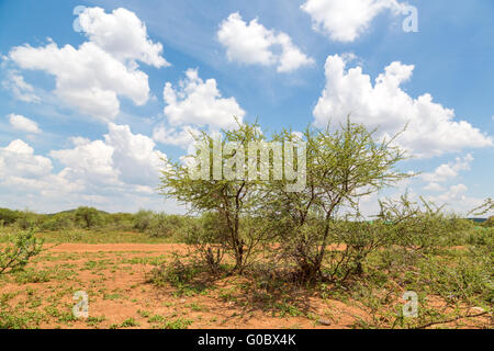 Des arbustes dans les prairies de savane sèche du Botswana Banque D'Images