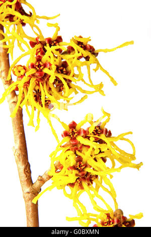 Blooming branche de l'hamamélis (Hamamelis) Banque D'Images