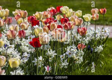 Spring Flower meadow avec des tulipes et des lis carême Banque D'Images