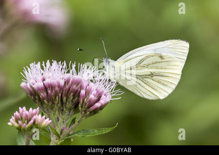 Pieris napi, vert-papillon blanc veiné, Allemagne Banque D'Images