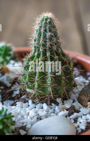 La photo en gros des cactus en pot Banque D'Images