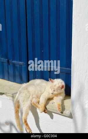 Un chat blanc dormir au soleil contre une porte bleue sur l'île grecque de Skópelos Banque D'Images