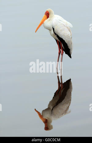 Yellow-billed Stork Banque D'Images