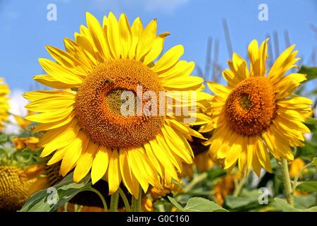 Tournesols jaune bien Banque D'Images