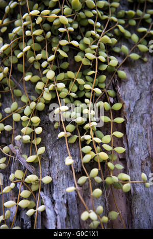 Plante épiphyte tropicale Banque D'Images