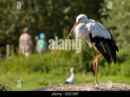 Cigogne blanche, zoo Nature Rheine, Allemagne Banque D'Images