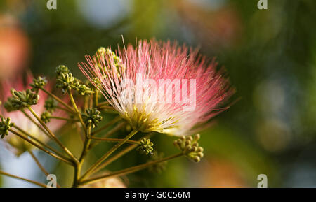 Fleurs d'acacia - la photo en gros ( Albizzia julibrissin ) Banque D'Images