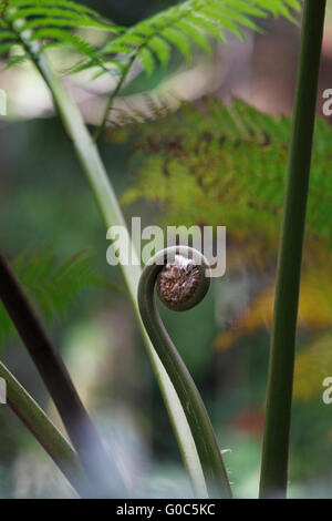 Les Indiens de l'Ouest (treefern Cyathea arborea), El Yunque Rain Forest, Puerto Rico Banque D'Images