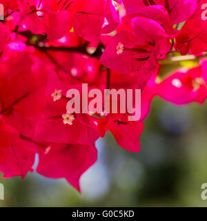 Bougainvillea au soleil à Zanzibar Banque D'Images