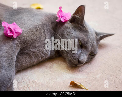 A adopté un chat gris dort dans le soleil à Zanzibar Banque D'Images