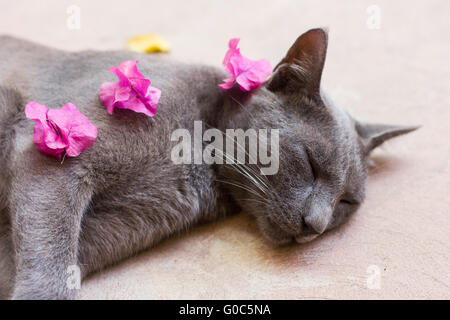 A adopté un chat gris dort dans le soleil à Zanzibar Banque D'Images