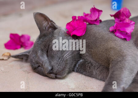 A adopté un chat gris dort dans le soleil à Zanzibar Banque D'Images