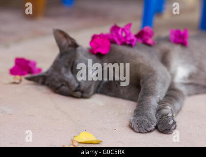 A adopté un chat gris dort dans le soleil à zanzibar Banque D'Images