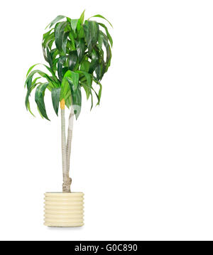 Grand palm dracaena dans un pot isolated over white Banque D'Images