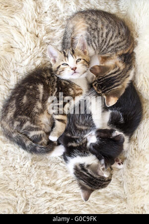 Quatre chatons fatigués de câliner jusqu Banque D'Images