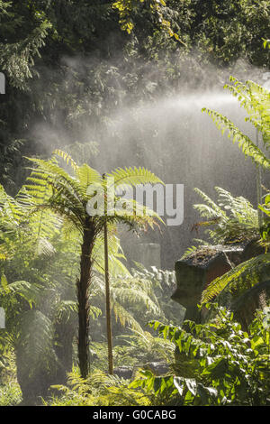 Dicksonia squarrosa, fougère arborescente, arbre élancé Banque D'Images