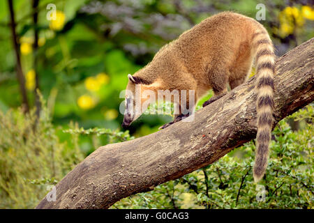 Coati, sud-américaine ou de l'anneau-tailed coati (Nasua nasua), Comité permanent sur l'arbre de la direction générale Banque D'Images