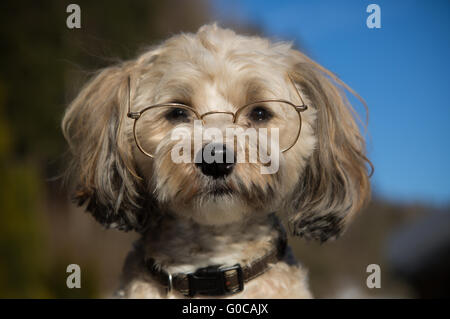 Chien intelligent Banque D'Images