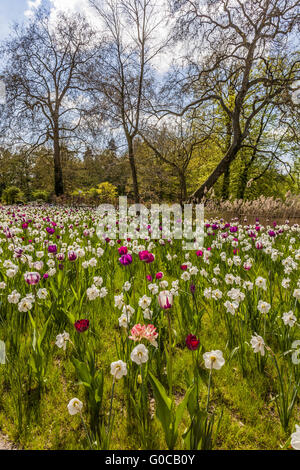 Spring Flower meadow avec des tulipes et des lis carême Banque D'Images