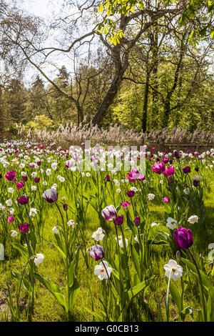 Spring Flower meadow avec des tulipes et des lis carême Banque D'Images