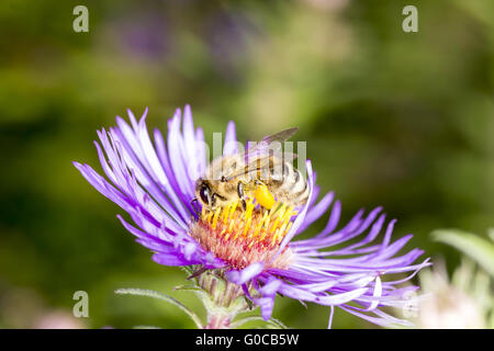 Aster novae-angliae, Michaelmas Daisy avec bee Banque D'Images