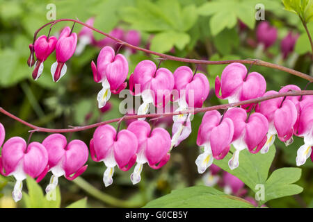 Lamprocapnos spectabilis, Bleeding Heart flower Banque D'Images