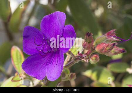 Tibouchina urvilleana, Princess fleur, gloire bush Banque D'Images