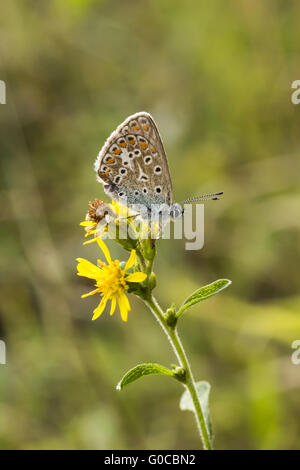 Polyommatus icarus, Commun papillon bleu, Allemagne Banque D'Images