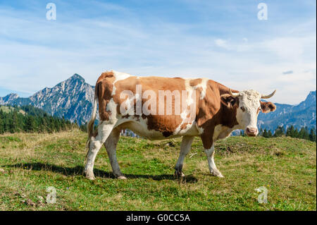 Une vache tachetée dans un pré Banque D'Images