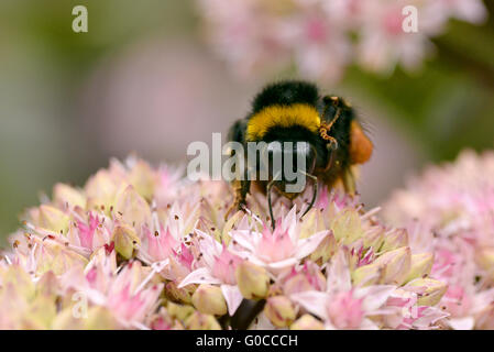 Macro de bourdon (Bombus terrestris) se nourrissant de fleurs sedum vu de l'avant Banque D'Images