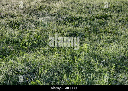 Dans les prairies d'herbe rosée du matin Banque D'Images