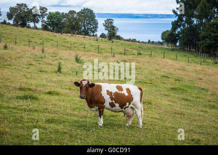 Une vache laitière de Guernesey dans le pâturage sur l'île de Quinchao, au Chili, en Amérique du Sud. Banque D'Images