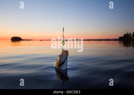 Belle pêche réussie et sur un perchoir au coucher du soleil Banque D'Images