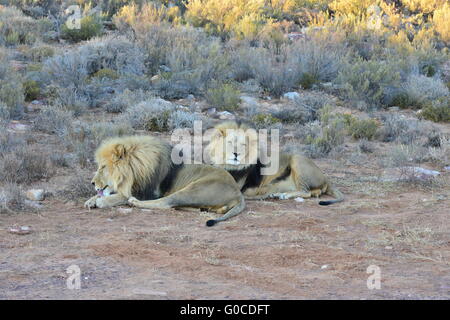 Une paire de lions à crinière noire au coucher du soleil en Afrique du Sud Banque D'Images