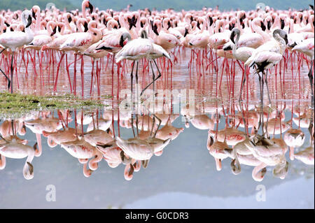 Flamants Roses dans le miroir de l'eau salée, Valle Banque D'Images