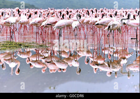 Moindres flamants rose en miroir dans l'eau salée de L Banque D'Images