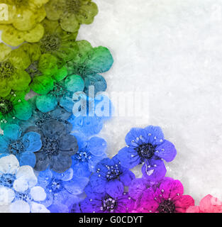 Montage décoratif compilation des fleurs de printemps secs colorés Banque D'Images